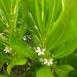 Scaevola plumieri Leaf