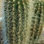 Pilosocereus chrysostele Hoja