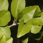 Ximenia americana List