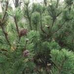 Pinus mugo Fuelha