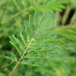 Mimosa diplotricha Leaf