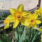 Narcissus pseudonarcissus Kwiat