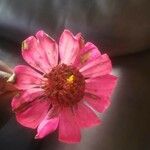Zinnia peruviana Kukka