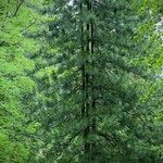 Pinus koraiensis 葉