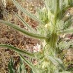 Echium boissieri Cvijet
