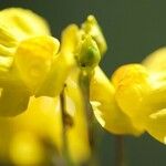 Utricularia australis 花