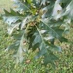 Quercus rubra List