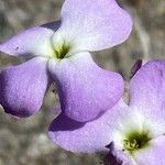 Matthiola tricuspidata 花