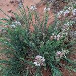 Oenothera suffrutescens ശീലം