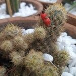 Mammillaria prolifera Листок