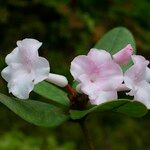 Rhododendron mogeanum 花