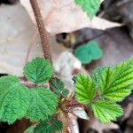 Rubus phoenicolasius خشب