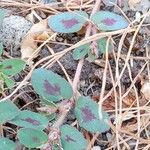 Euphorbia maculata Blatt