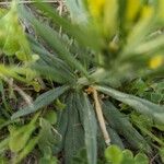 Lithospermum incisum Leaf