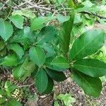 Morelia senegalensis Leaf