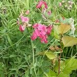 Lathyrus tuberosus ശീലം