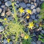 Senecio gallicusBlüte