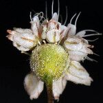 Eriogonum angulosum Flower