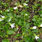 Viola cucullata Habitus