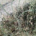 Conyza bonariensis 叶