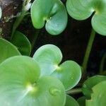 Heteranthera reniformis Leaf