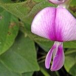 Pueraria phaseoloides Bloem