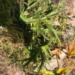 Aconitum vulparia Leaf