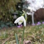 Galanthus plicatus Flower