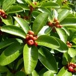 Ficus mutabilis Fruit