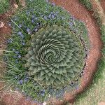 Aloe polyphylla Blad