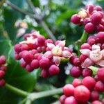 Leea guineensis फूल