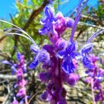 Trichostema lanatum Flor