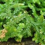 Selaginella kraussiana Συνήθη χαρακτηριστικά