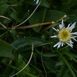 Erigeron alpinus Flower