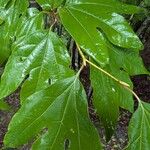 Lindera triloba List