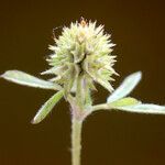 Trifolium squamosum Fleur
