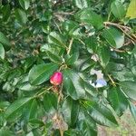 Syzygium paniculatum Vaisius