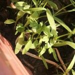 Lepidium sativum Leaf