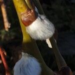 Salix discolor Flor