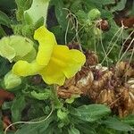 Antirrhinum latifolium Flor