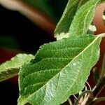 Malus domestica Leaf