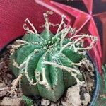 Euphorbia meloformis Yaprak