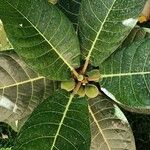 Ficus habrophylla Leaf