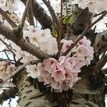 Prunus serrulata Blüte