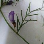 Vicia peregrina Flor
