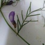 Vicia peregrina Квітка