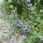 Mentha pulegium Flower