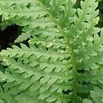 Polypodium interjectum ഇല