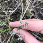 Valerianella eriocarpa Blüte