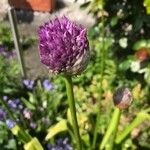 Allium ampeloprasum Kvet